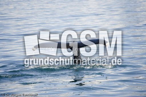 Buckelwal (53 von 57).jpg